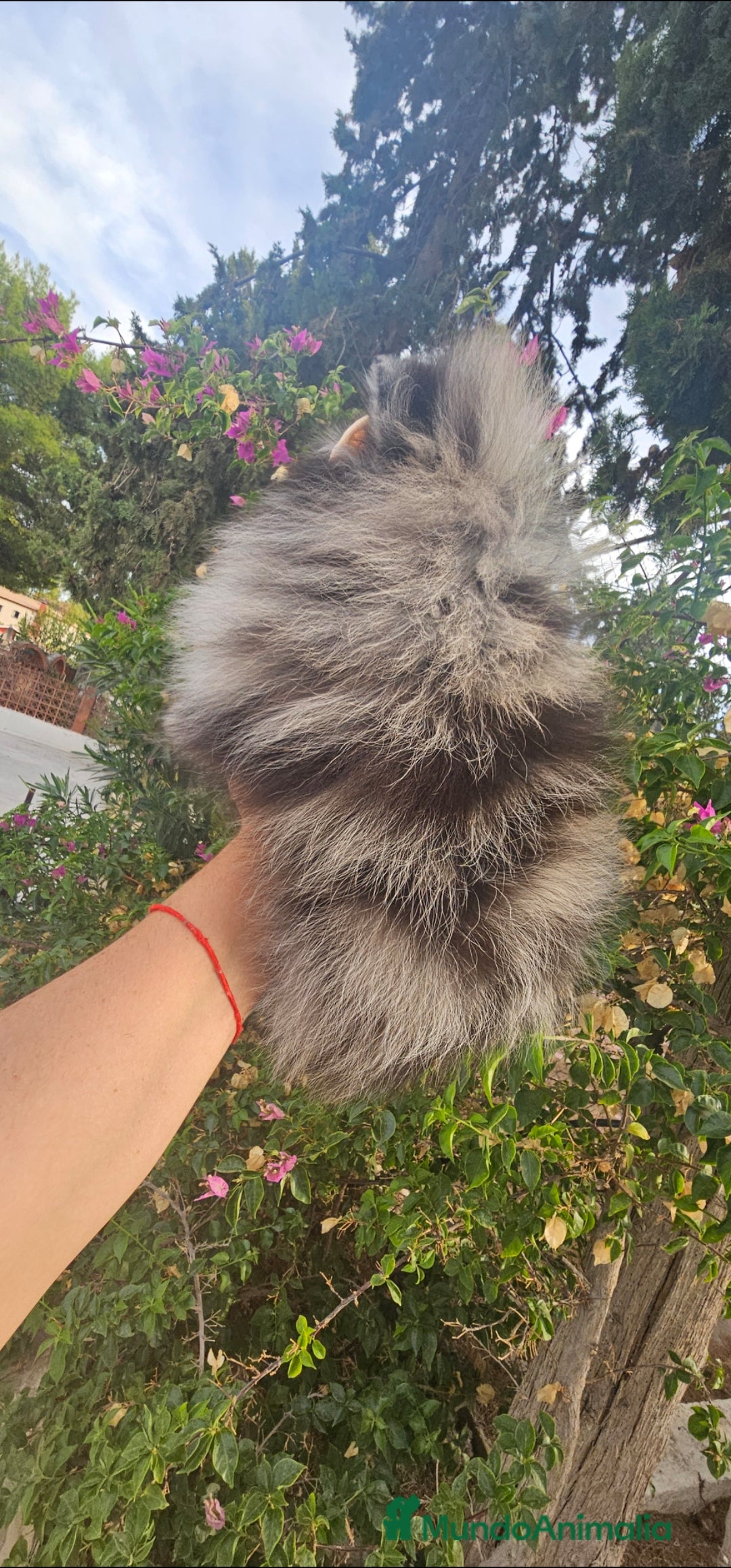 Pomerania perros en venta: Precioso machito Merle 💝 - Imagen 3