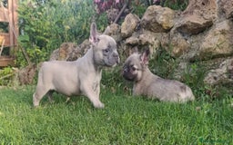 Teckel perros en venta: Preciosos teckel kaninchen y varias razas  - Imagen 10