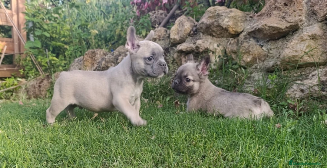 Teckel perros en venta: Preciosos teckel kaninchen y varias razas  - Imagen 10