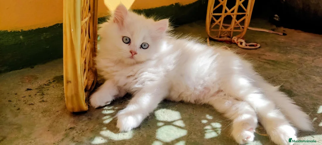 Persa gatos en venta: Persa en Las Palmas - Anuncio 1