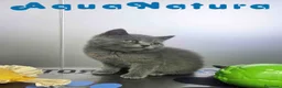 Británico de Pelo Corto Azul gatos en venta: British Macho 6344 AQUANATURA - Anuncio 7