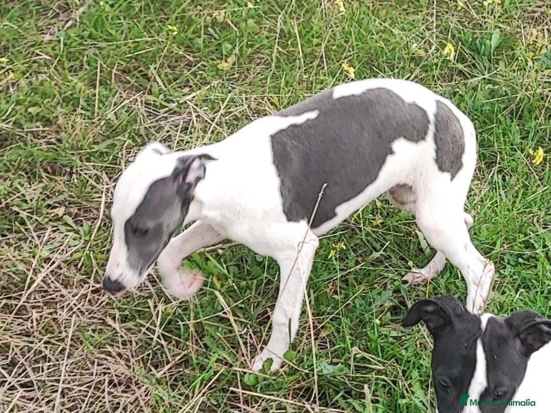Whippet perros en venta: WHIPPET MACHO - Anuncio 6