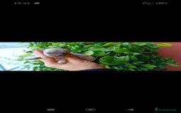 Chihuahua perros en venta: Chihuahua toy  - Imagen 6