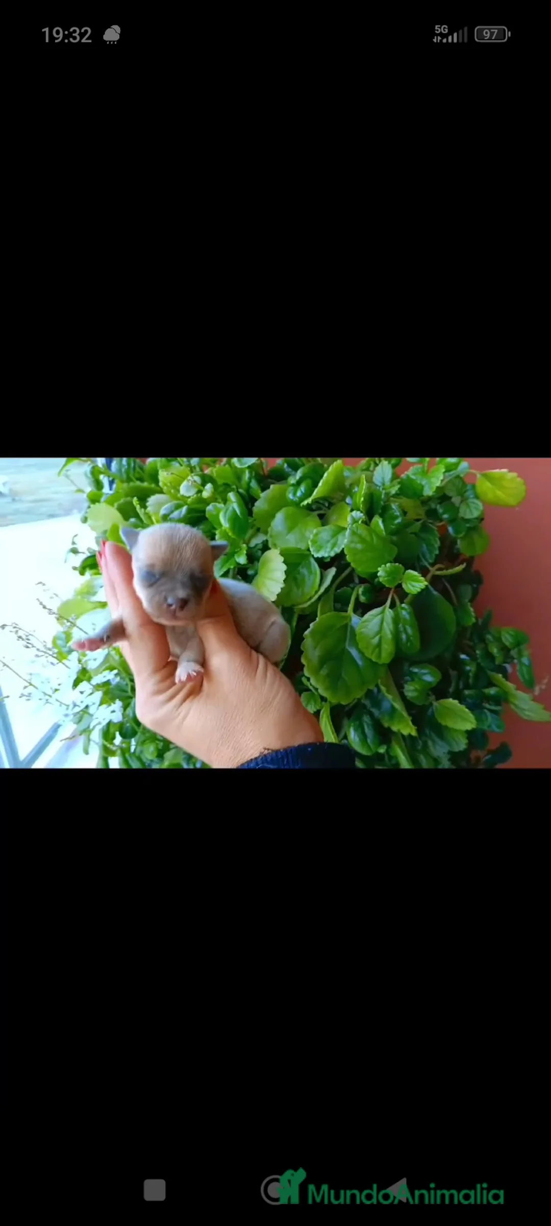 Chihuahua perros en venta: Chihuahua toy  - Anuncio 6