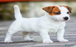 Jack Russell Terrier perros en venta: Jack Russell juguetones guapos  - Imagen 1