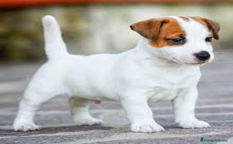 Jack Russell Terrier perros - Anuncio 7