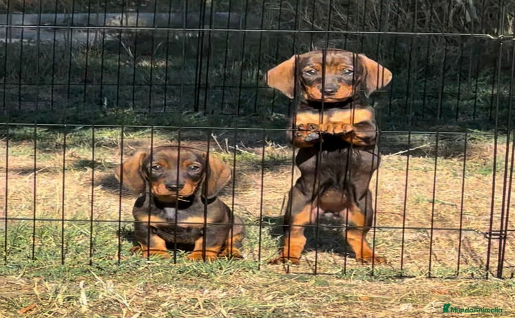 Teckel Miniatura perros - Anuncio 1