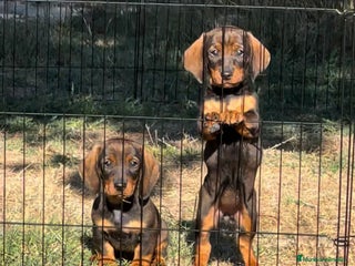 Teckel Miniatura perros - Anuncio 3