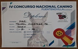 Teckel Miniatura perros en venta: Teckel Miniatura  - Imagen 6