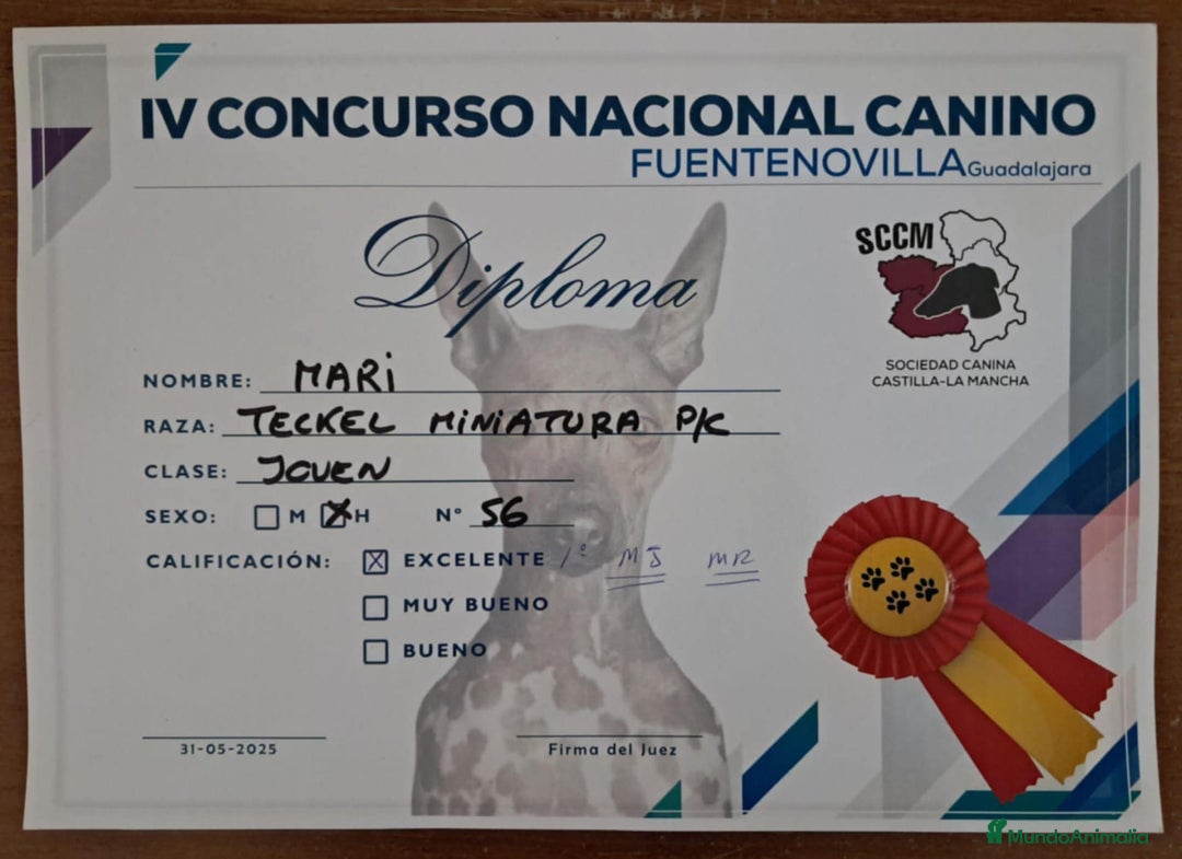 Teckel Miniatura perros en venta: Teckel Miniatura  - Imagen 6