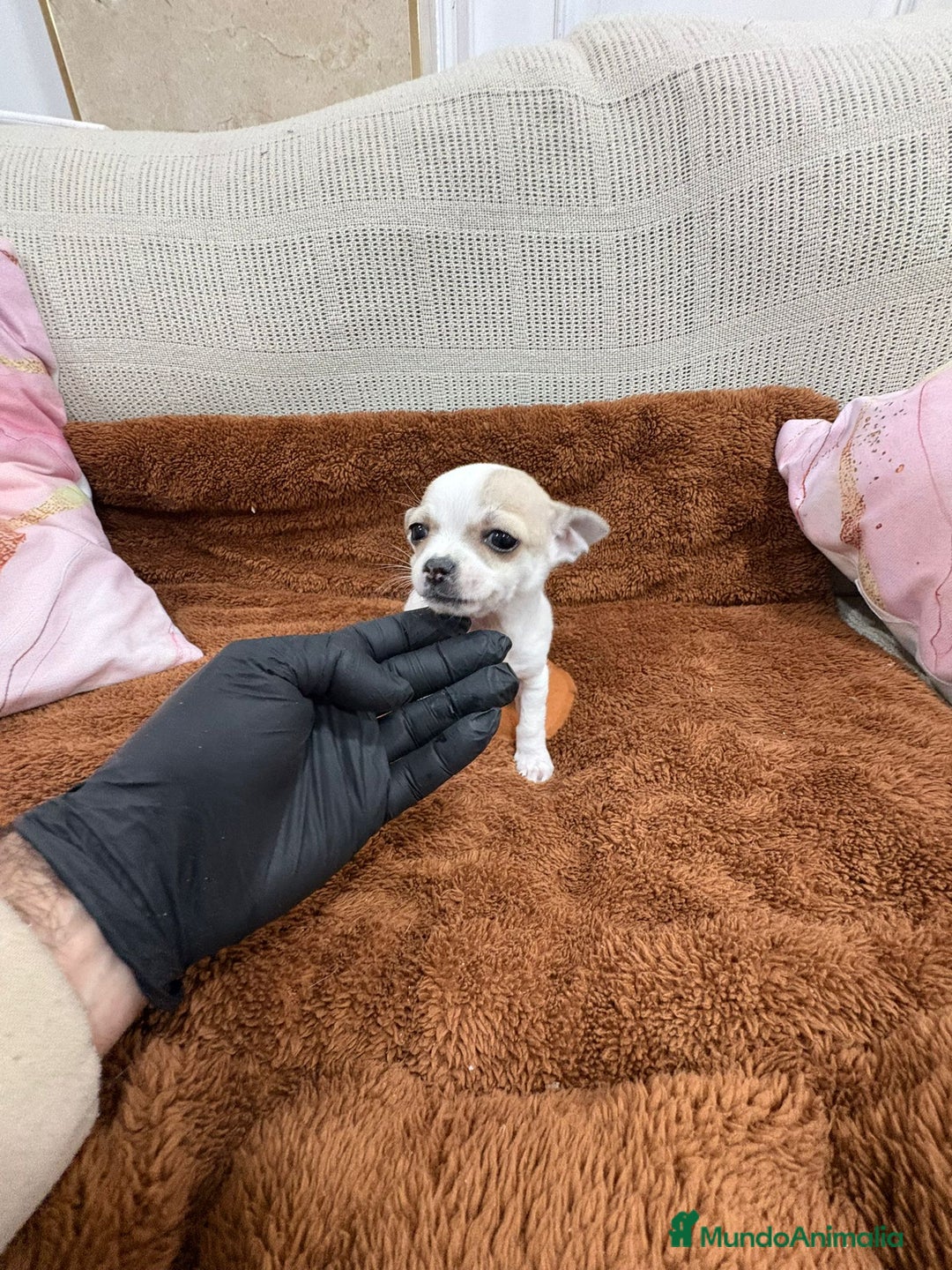 Chihuahua perros en venta: Chihuahua toy - Anuncio 1