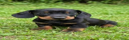 Teckel Miniatura perros en venta: Teckel Miniatura - Anuncio 10