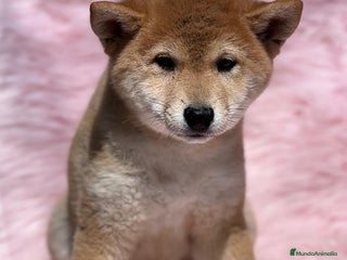Shiba Inu perros en Barcelona - Anuncio 12