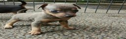 Pinscher Miniatura perros en venta: Mini pinscher  blue en Badajoz - Anuncio 1