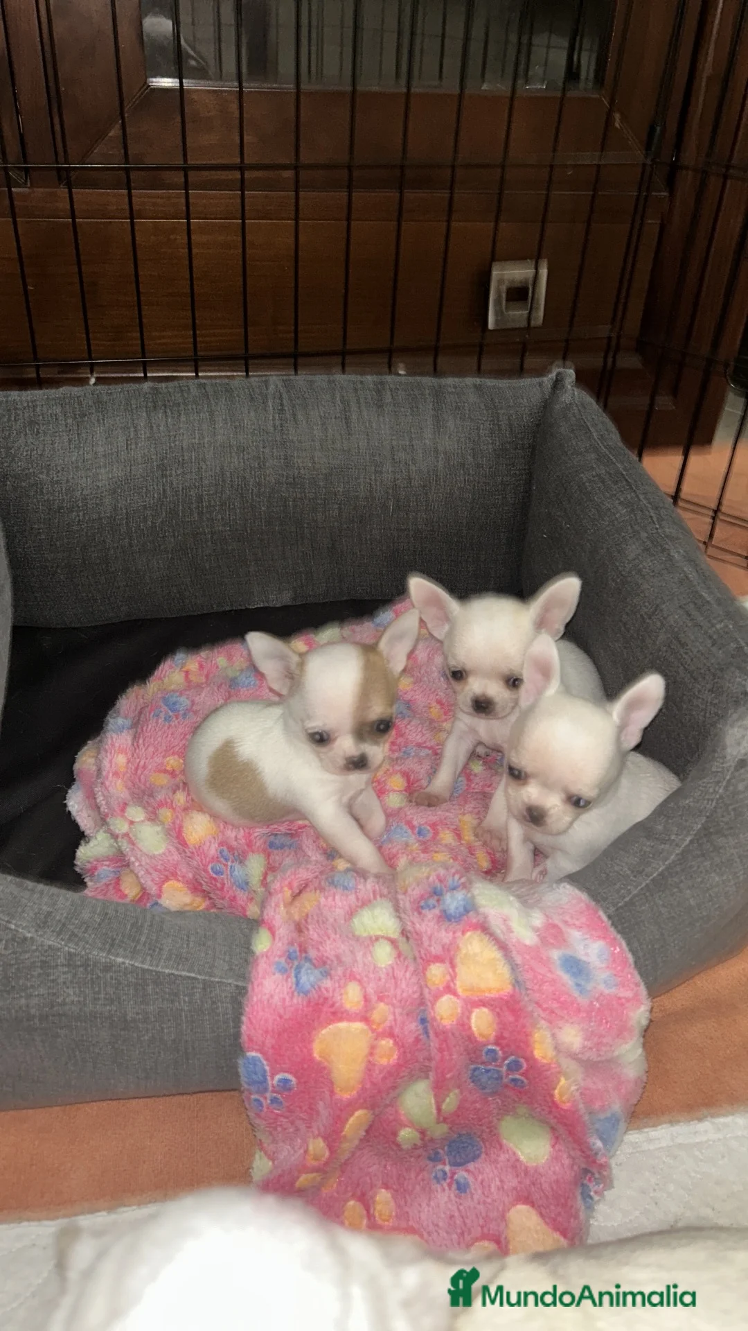 Chihuahua perros en venta: Preciosos chiuauas - Anuncio 1