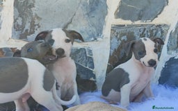 Whippet perros en venta: WHIPPET Blanco y blue  - Imagen 5