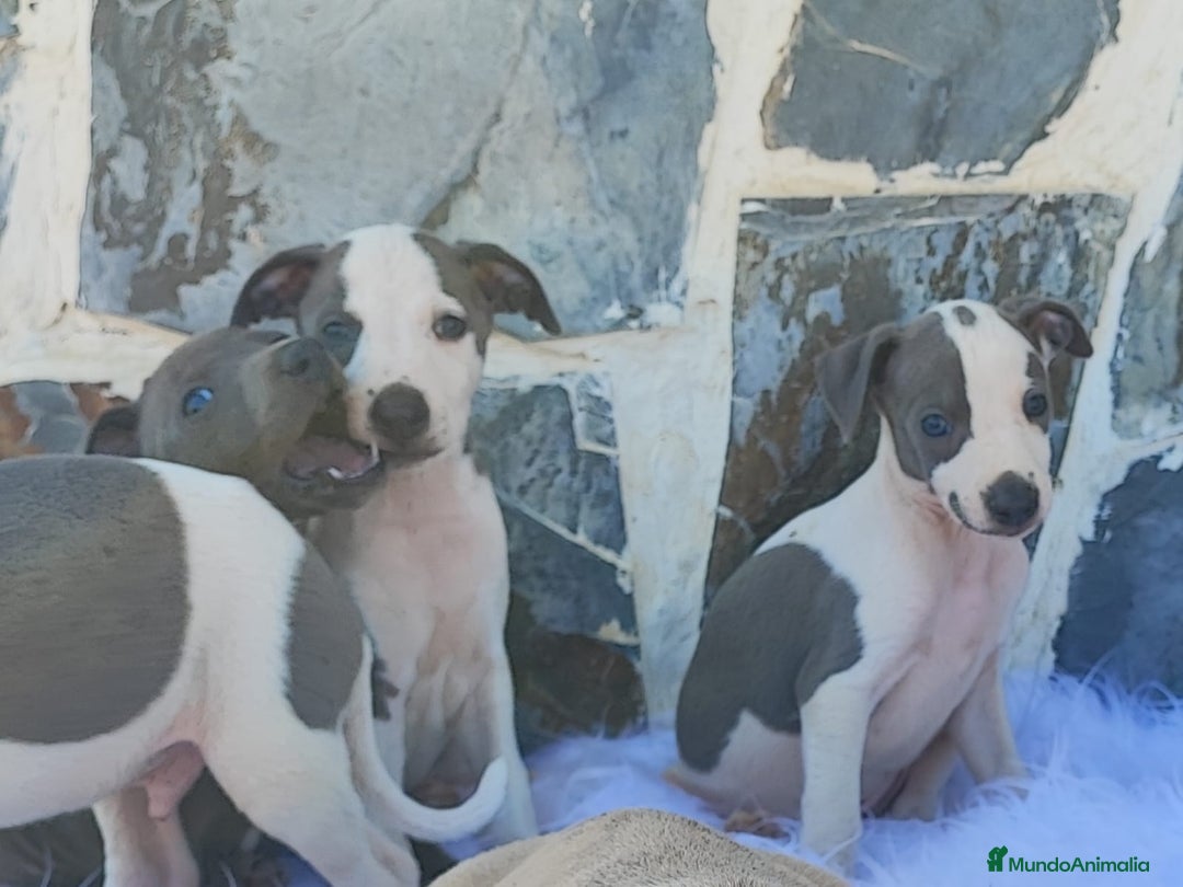Whippet perros en venta: WHIPPET Blanco y blue  - Imagen 5