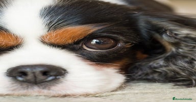 Cavalier King Charles Spaniel perros - Propaganda 1