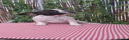 Bulldog Francés perros en venta: Bebés Bulldog Francés  - Anuncio 7