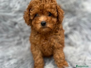 Caniche Toy perros - Anuncio 19