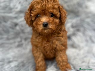 Caniche Toy perros CANICHE TOY ROJO MUY PEQUEÑO - Anuncio 29