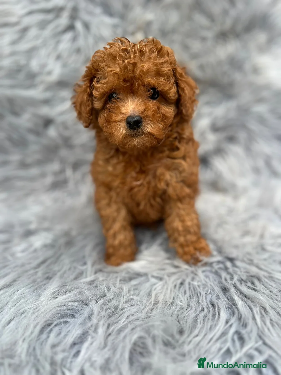 Caniche Toy perros en venta: CANICHE TOY ROJO MUY PEQUEÑO - Anuncio 1