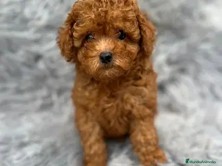 Caniche Toy perros CANICHE TOY ROJO MUY PEQUEÑO - Anuncio 8