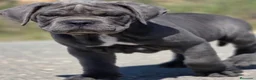 Cane Corso perros en venta: Cachorro de Cane Corso - Anuncio 2