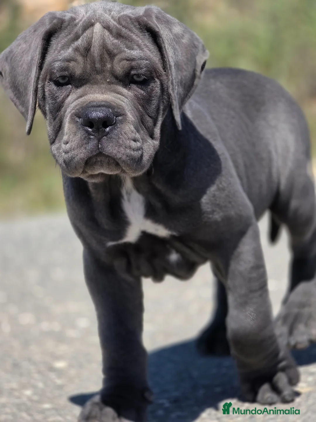 Cane Corso perros en venta: Cachorro de Cane Corso - Anuncio 2