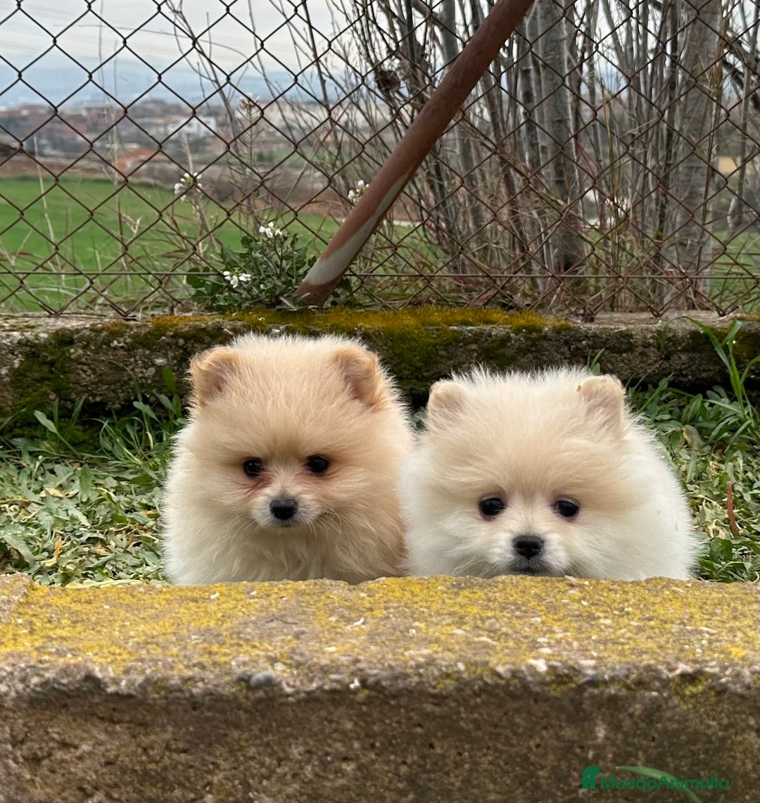 Pomerania perros en venta: POMERANIA TOY NACIONAL CREMA en Barcelona - Imagen 2
