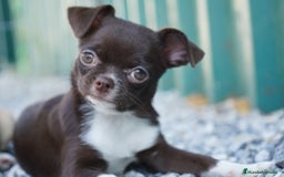 Chihuahua perros en venta: ✨ Conoce , Paddy y Rhonda ✨ - Imagen 2