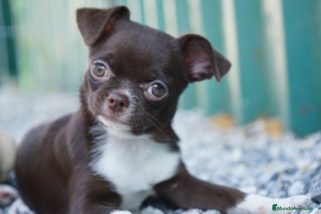 Chihuahua perros en venta: ✨ Conoce , Paddy y Rhonda ✨ - Imagen 2