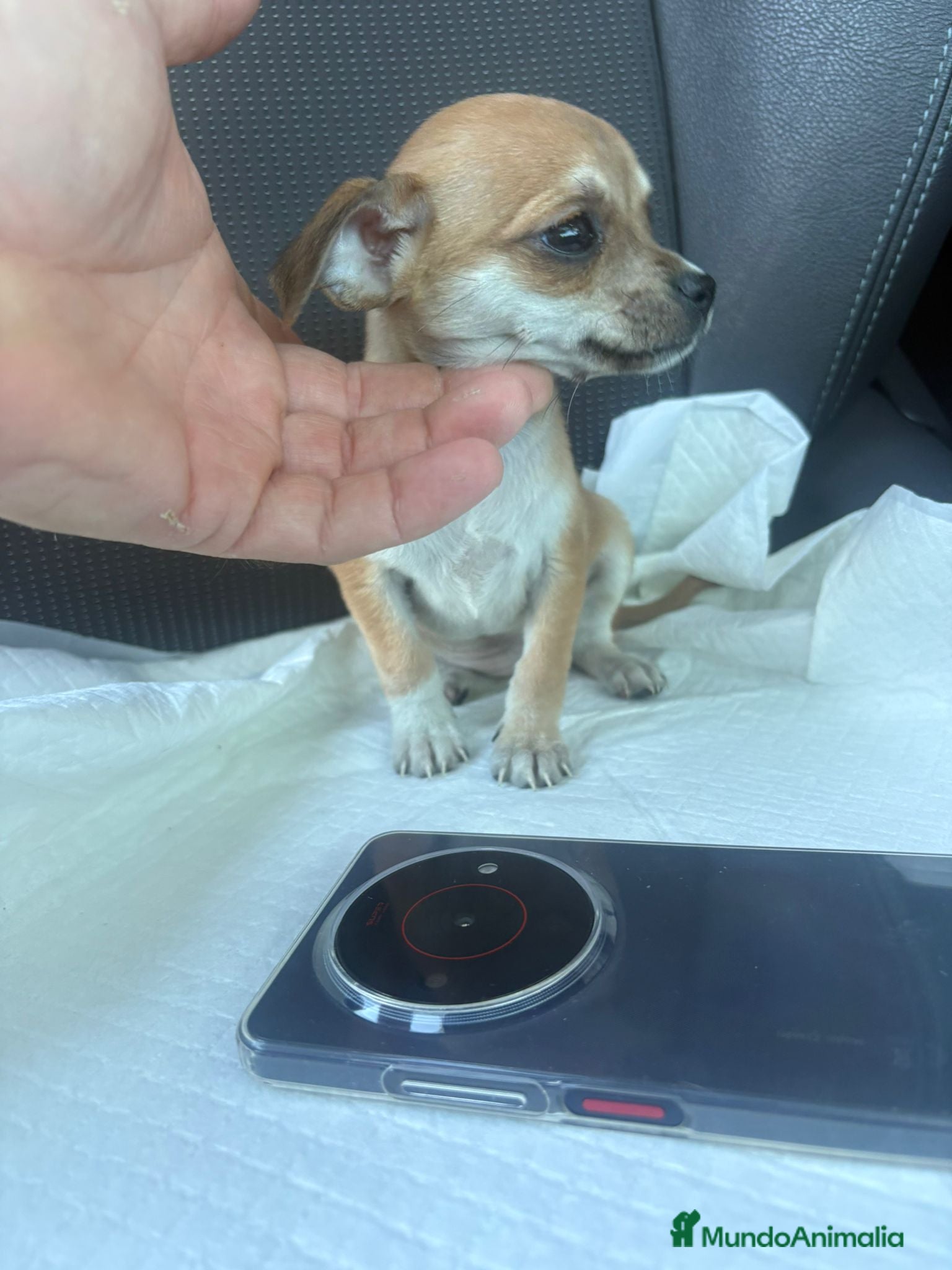 Chihuahua perros Chihuahua toy hembra - Anuncio 23