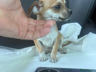 Chihuahua perros Chihuahua toy hembra - Anuncio 2