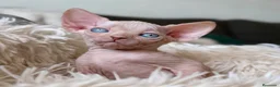 Sphynx gatos en venta: Sphynx pedigree - Anuncio 6