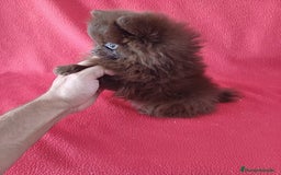 Pomerania perros en venta: Pomerania Toy Chocolate  - Imagen 3