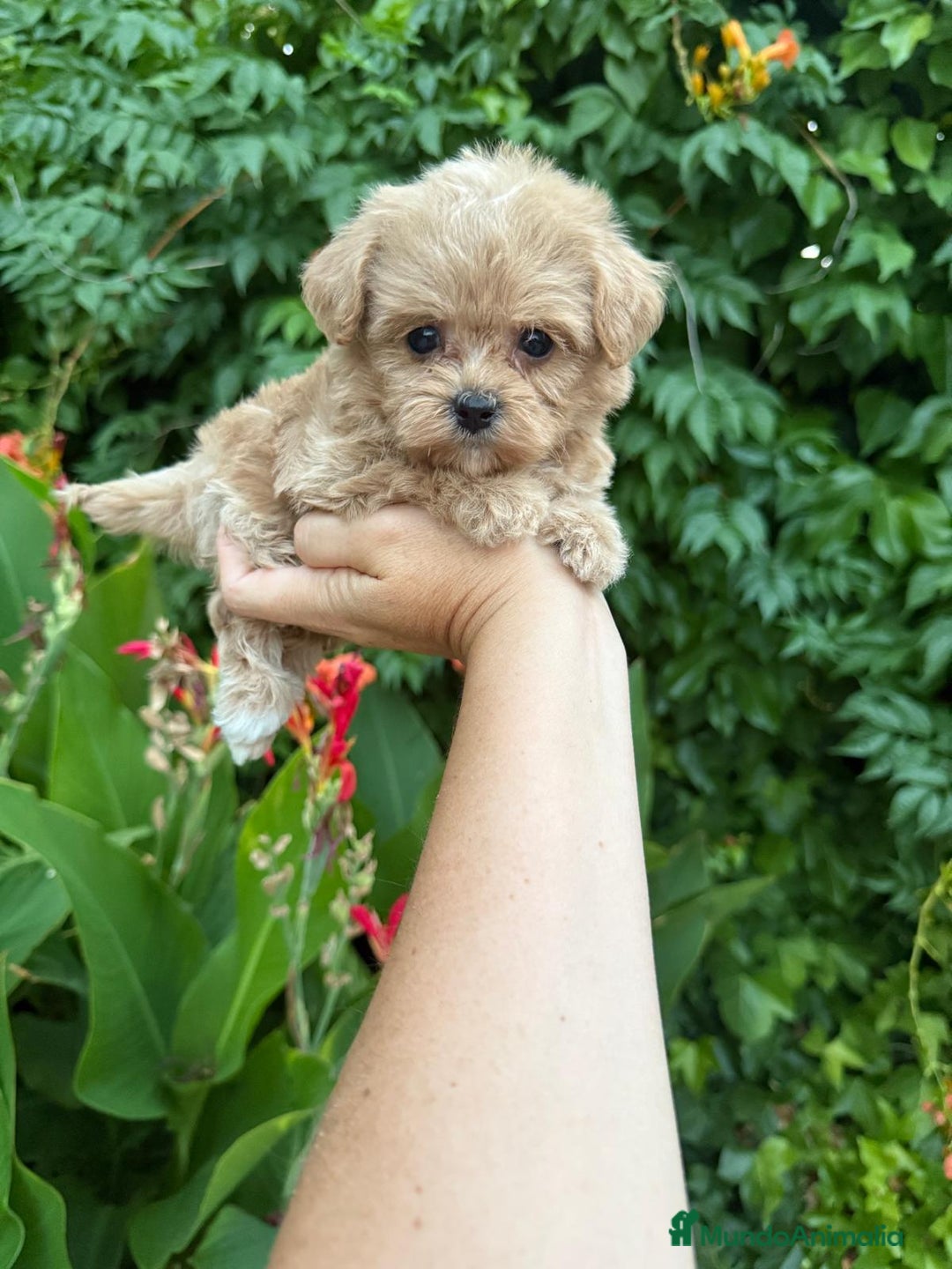 Maltipoo perros en venta: Maltipoo nuevas camadas !!! - Imagen 5