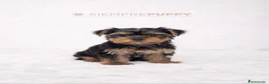 Yorkshire Terrier 1