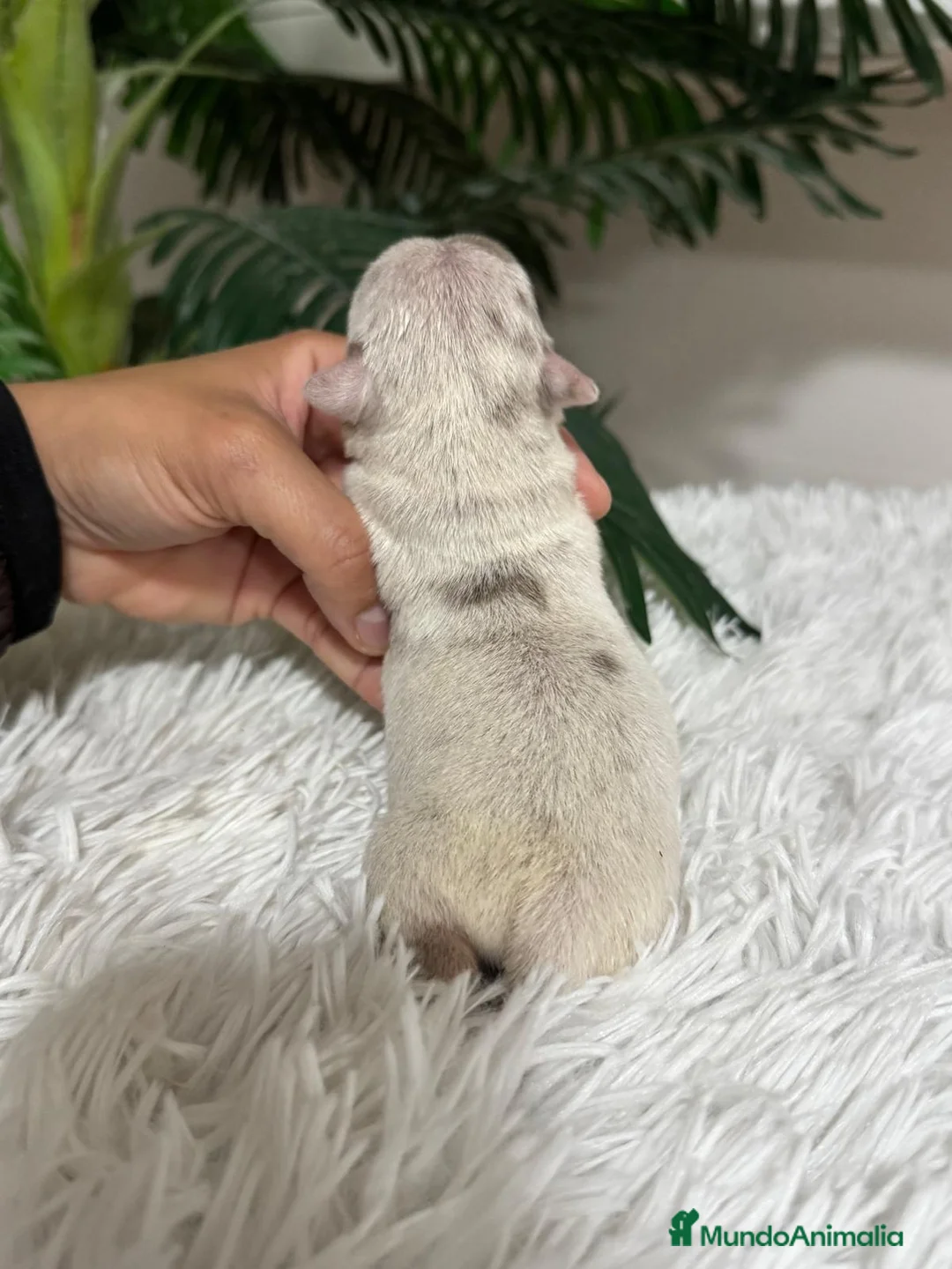 Chihuahua perros en venta: CHIHUAHUA MERLE - Anuncio 4