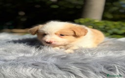 Border Collie perros en venta: Border collie rojo australiano  - Imagen 3