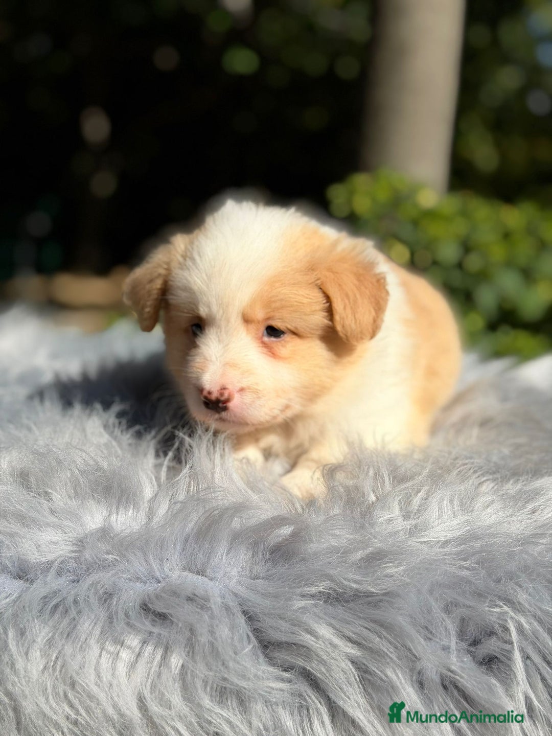 Border Collie perros en venta: Border collie rojo australiano  - Imagen 3