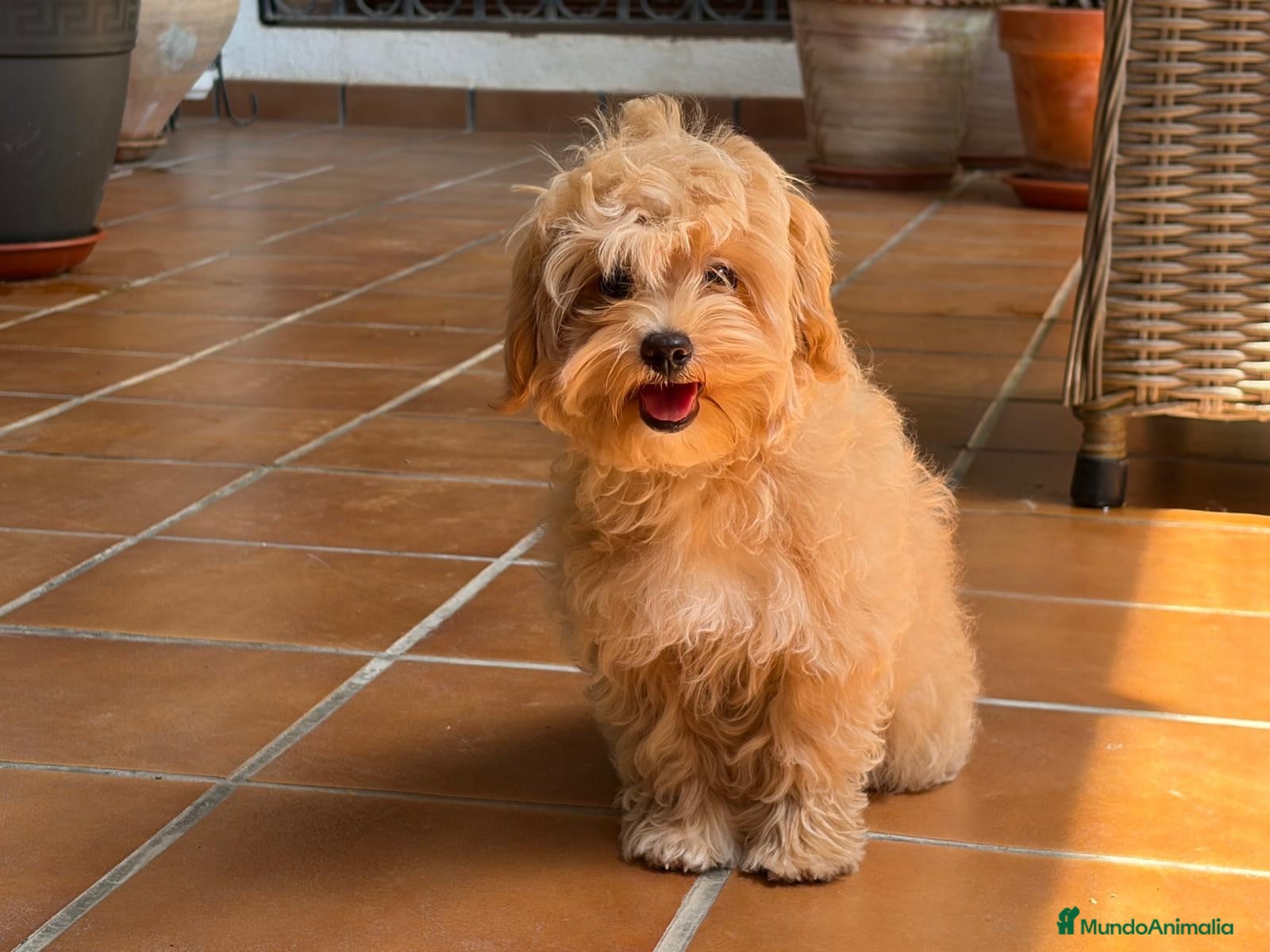 Maltipoo perros Maltipoo Hembra fotos reales !!! - Anuncio 3