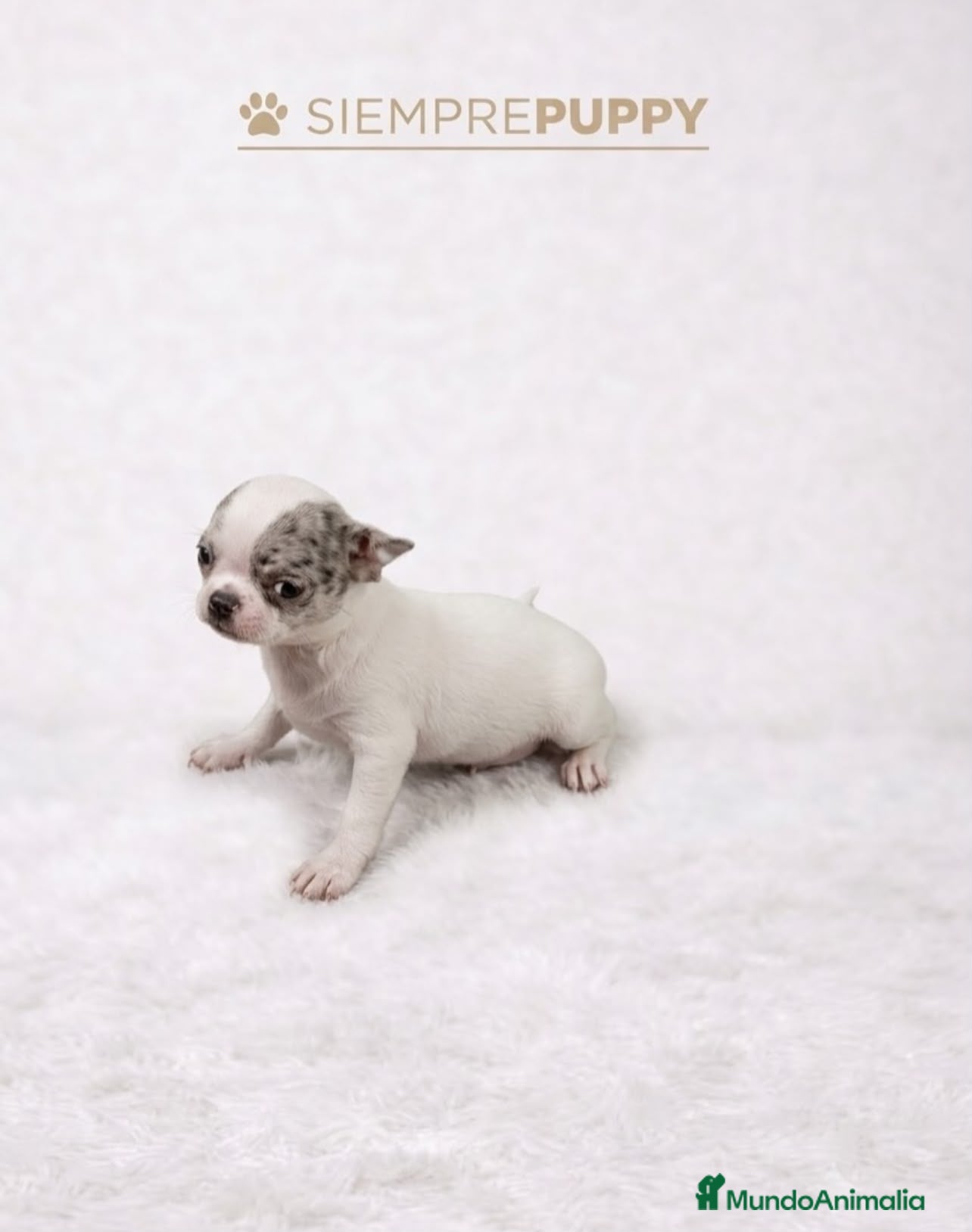 Chihuahua perros CHIHUAHUA EXÓTICO MERLE - Anuncio 1