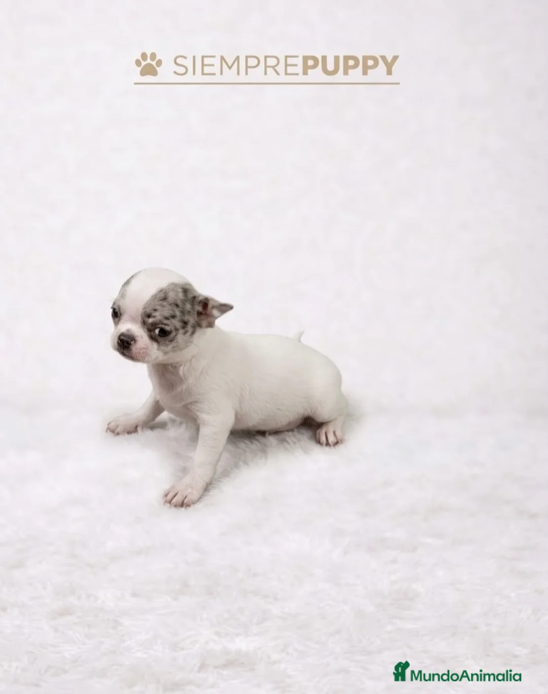 Chihuahua perros en venta: CHIHUAHUA EXÓTICO MERLE - Anuncio 1