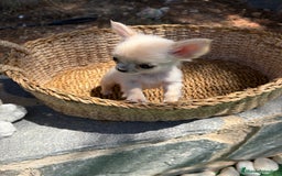 Chihuahua perros en venta: Chihuahua Micro Toy Hembra  - Imagen 5