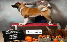 Akita Americano perros en venta: Akita Americano macho  - Imagen 2