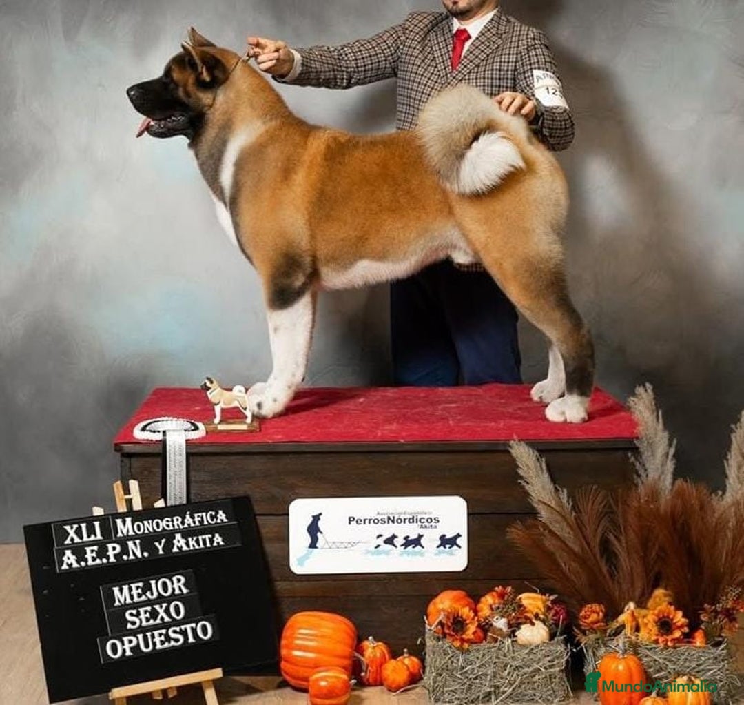 Akita Americano perros en venta: Akita Americano macho  - Imagen 2