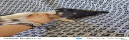 Collie de Pelo Largo perros en venta: Rough collie blue y tricolor  - Anuncio 9