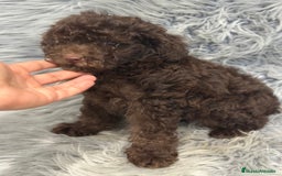 Caniche Enano perros en venta: CANICHE ENANO CHOCOLATE - Imagen 4