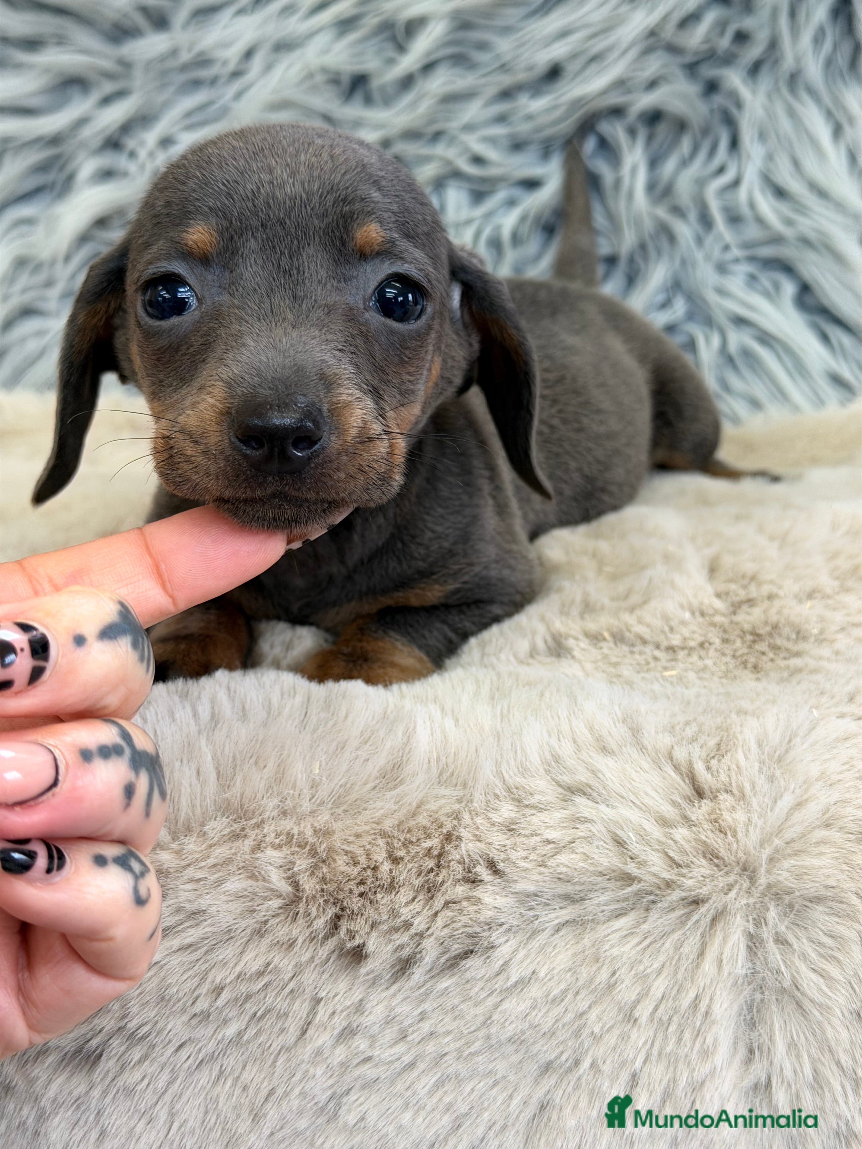 Teckel Miniatura perros Teckel mini Blue  - Anuncio 6